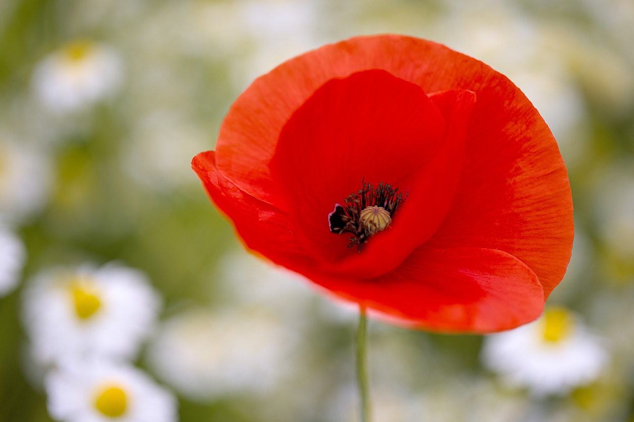 poppy, flower, plant-6320719.jpg