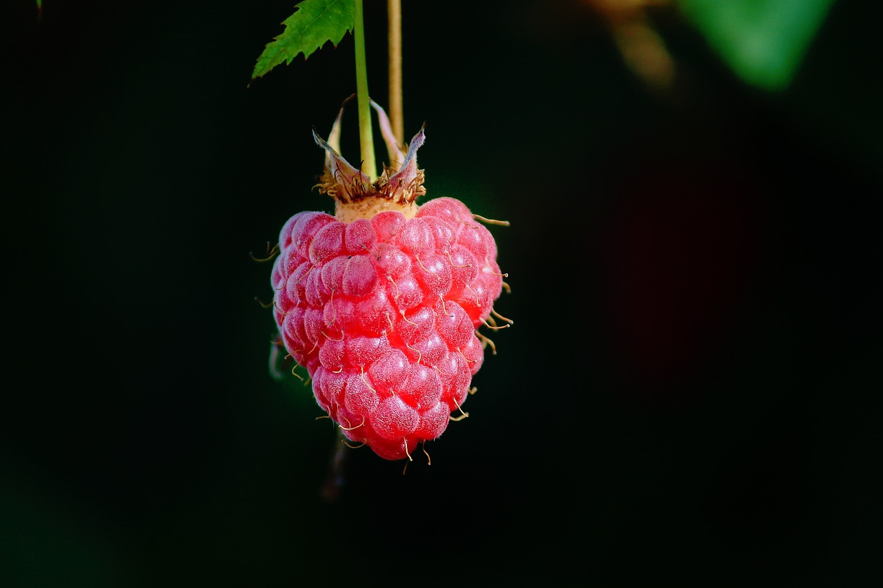 raspberry, fruit, berry-3533909.jpg